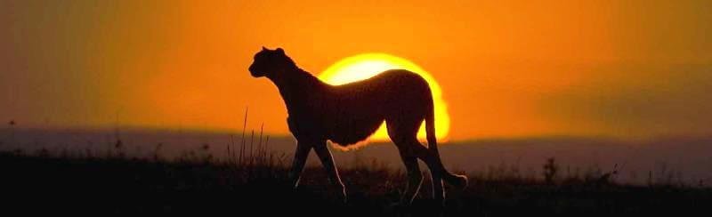 Best Safari Destinations